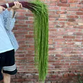 Large bundle of long green artificial amaranthus trailing plants for home wall decor - Hanging Plant (Tears of Lover)