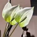 Detailed view of realistic white and green 3D printed artificial Anthurium flowers. - 3D Printed Feel Anthurium (Green Plant 28) / Creamy White Gradient
