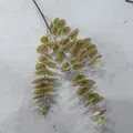 Detailed view of 3D printed artificial Eucalyptus branch with realistic money leaves - Eucalyptus 01