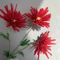 Detailed macro view of red artificial three-headed spider chrysanthemum flowers. - Red