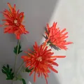 Detailed view of artificial orange spider chrysanthemum flowers with natural sunlight shadows - Orange Red