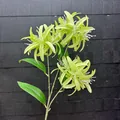 Nahaufnahme der 3-köpfigen künstlichen grünen Lycoris-Blume mit zarten Staubgefäßen. - Grün