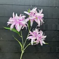 Detail einer lebensechten künstlichen rosa Spinnenlilie mit drei Blütenköpfen - Rosa-Lila
