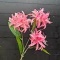 Detailansicht von rosa künstlichen Spinnenlilien mit drei Köpfen und grünen Blättern - Dunkelrosa