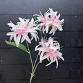 Detail der pink-weißen 3-köpfigen künstlichen Lycoris-Blüten auf dunklem Grund - Rosa Herz