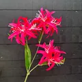 Detaillierte Ansicht eines künstlichen 3-köpfigen roten Spinnenlilien-Blütenzweigs - Fuchsia
