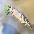 Tallo de flor de delphinium artificial rosa claro para decoración de bodas y eventos - Rosa