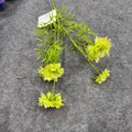 Detailaufnahme von künstlichen kornblumenstielen mit 5 köpfen auf grauem hintergrund - Grün