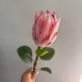 Vista detallada de primer plano de una flor de Protea Real artificial flocada rosa - Naranja Quemado