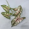 Detailed macro view of artificial 5-fork Caladium leaf with pink and green patterns. - Caladium Leaf Style 2