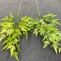 Close-up of lush artificial green fern leaves for forest-style wedding decorations. - Green Plant 02