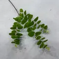 Close-up view of a 3D printed artificial eucalyptus branch with realistic green leaves - Eucalyptus 04