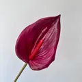 Close-up detail of a magenta 3D printed artificial Anthurium flower with realistic texture. - Red