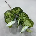 Realistic variegated artificial green leaves detail for home decor and floral arrangements. - Lotus Leaf 04 / Light Green Radiating Pattern