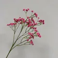 Detalle de flores de paniculata artificiales rosa para decoración del hogar. - Rosa Fucsia