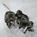 Close-up detail of artificial begonia leaf with unique dark purple and green patterns - Lotus Leaf 03 / Dark Purple Mottled