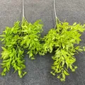 Detailed view of two artificial green foliage stems for wedding floral arrangements - Green Plant 06