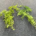 Macro detail of realistic artificial green foliage for forest-style wedding decor - Serrated Slender Leaf / 100cm / Green Plant 14 (White-Green)