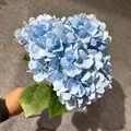 Realistische blaue 5-köpfige künstliche Hortensien für Heim- und Hochzeitsdeko. - Hellblau