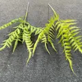 Realistic green artificial fern leaves for wedding floral arrangements and decor - Persian Fern Leaf Style / 40CM / Green Plant 19 (Gradient Green)