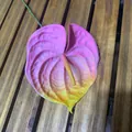 Realistic 3D printed artificial anthurium flower in vibrant pink yellow gradient - Dreamy Pink