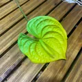 Artificial 3D printed Anthurium leaf with green to yellow gradient for wedding decor - Yellow Green 2