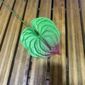 Lifelike artificial green and red Anthurium flower stem for wedding decor - Dreamy Green