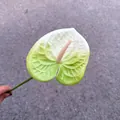 Close-up detail of a white and green gradient artificial Anthurium flower for wedding decor - Single Branch Gradient Anthurium (Green Plant 29) / White Green Gradient