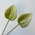Realistic artificial green anthurium flowers for wedding decoration and floral arrangements - Korean Forest Style Artificial Flower (Green Plant 30) / Light Green Gradient