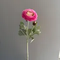 Detailed view of a pink flocked ranunculus stem with a blooming flower and bud. - Rose Pink