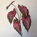 Decorative 3D printed artificial 5-pronged Caladium leaf in vibrant pink and green - 5-Prong Caladium Leaf / Pink Heart Green Edge (316)