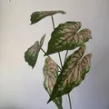 Realistic 5-forked artificial Caladium leaf with pink veins for home and wedding decor - 5-Prong Caladium Leaf / Pink And Green Mottled (316)