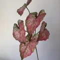 Realistic 3D printed Caladium artificial greenery with 5-fork pink and green leaves - 5-Prong Caladium Leaf / Pink Green Gradient (316)