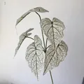 Lifelike 5-fork artificial white Caladium leaves for elegant home and wedding decor. - White Background Green Veins (316)
