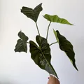 Realistic 3D printed 5-fork artificial Alocasia leaf for home decor - Deep Green Yellow Veins (316)