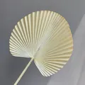 Elegantes champagnerfarbenes künstliches getrocknetes Fächerpalmenblatt für Hochzeiten - Fächer / Champagner
