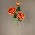 Ramo singolo di rose Austin arancione bruciato con tre teste di fiori - Rosa Austin a 3 Teste