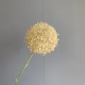 Realistische champagnerfarbene künstliche Pusteblume für die Hochzeitsdekoration - Zierlauch / 75cm (Durchmesser 13cm) / Champagner