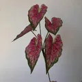 Lifelike artificial 5-forked pink and green Caladium leaves for elegant home and wedding decor - Rose Red Green Veins (316)