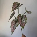 Realistic 5-branch artificial Caladium leaf plant for home and wedding garden decor - Pink With Green Margin (316)