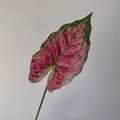 3D printed artificial caladium leaf with vibrant pink center and green edges for home decor - Single Rose Red Green Veins (316)