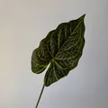 Realistic 3D printed artificial Caladium leaf with yellow veins for home decor - Single Green Yellow Veins (316)