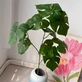 Lifelike artificial Monstera deliciosa leaf stem for elegant home or wedding decor - Monstera Leaves