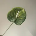 Lifelike green and yellow artificial Anthurium flower for French garden style wedding decor. - Green Anthurium Leaf