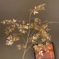 Élégante branche de feuilles d'érable dorées pour compositions florales du Nouvel An - Branche de Style Feuille d'Érable Dorée (No. 60)