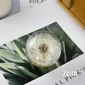 Exquisite preserved dandelion seed puff crystal ball ornament with 7cm diameter design - Dandelion Gear Shift Knob / 7cm