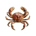 Detailed macro view of realistic brown enamel crab brooch pin on white background - Raw Crab (DW1374)