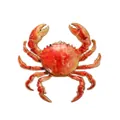 High-quality macro view of a vibrant red enamel crab brooch with detailed golden accents - Cooked Crab (DW1374)