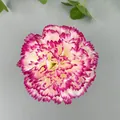 Artificial carnation flower head in white and magenta for wedding DIY floral decor - Carnation Flower Head (B款花头7#)