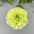 Single lime green artificial carnation flower head for wedding and home DIY decor - Carnation Flower Head (B款花头14#)